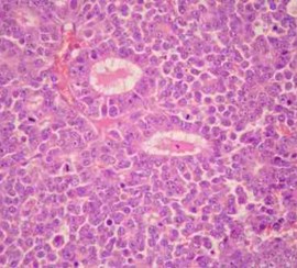 histology